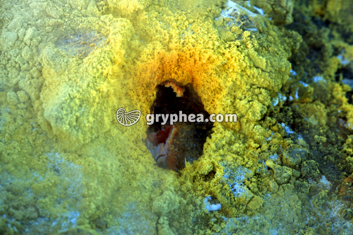 Soufre cristallisé autour d'un évent (Vulcano, Italie) - gryphea.com